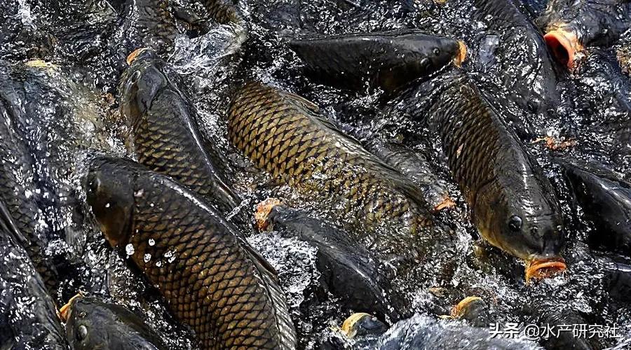 细菌感染的中药消炎药有哪些,细菌性炎症导致发烧怎么办