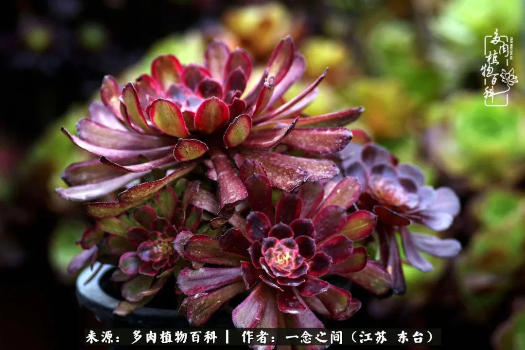 遇见花开蓝莓糖,遇见花开蔬菜沙拉酱