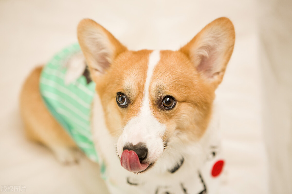 柯基喂养一个月吃什么钙片,刚领养过来的柯基怎么喂养