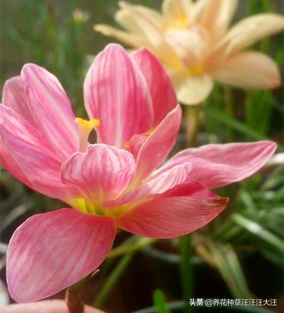 风雨兰叶子枯死怎么办,风雨兰黄叶烂叶怎么补救