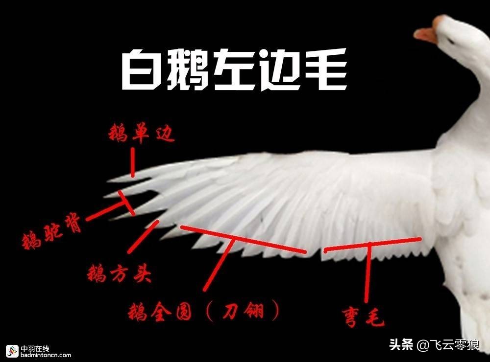 羽毛球冷知识羽球篇,中羽在线羽毛球技术水平分级标准