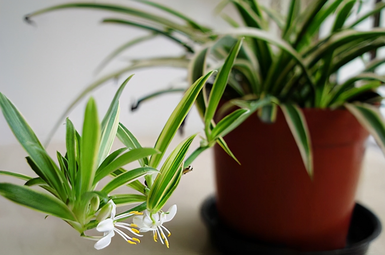 懒人最喜欢养吊兰轻轻松松养爆盆,吊兰用什么盆栽比较好养