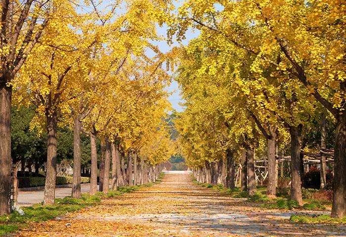 温州秋冬的银杏树确实美,温州最原生态银杏