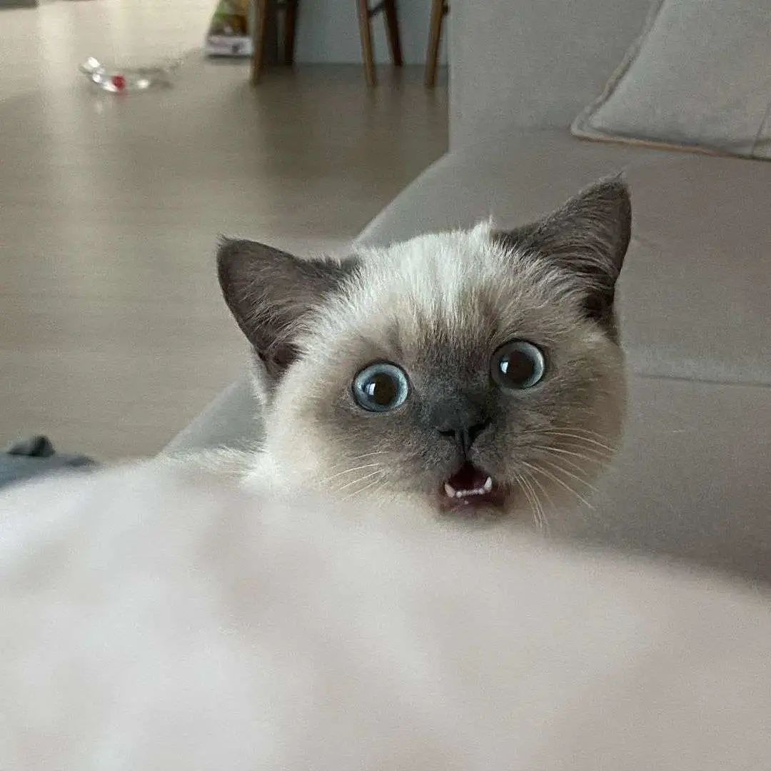 煤老板爆红完整版,煤老板ins