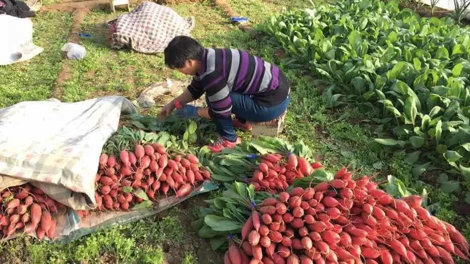 携手裕农“精准助菜农”旺顺阁平价蔬菜供给北京市场