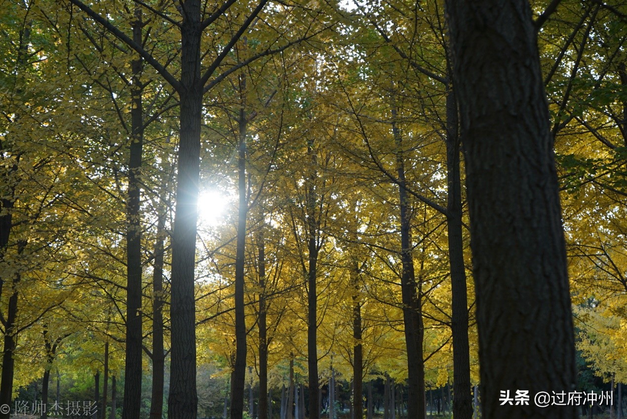 北京最大的森林公园大兴,北京最大环城公园