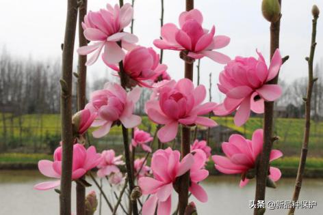 优良品种有哪些,最好的品种是哪一种