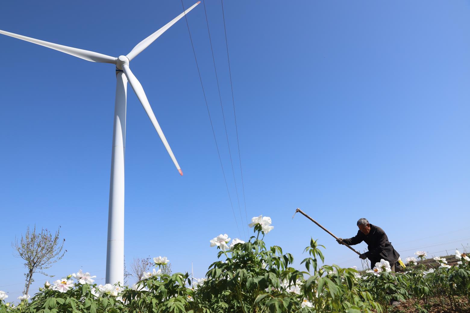 平陆张店白牡丹“梧桐”引“凤”富村民