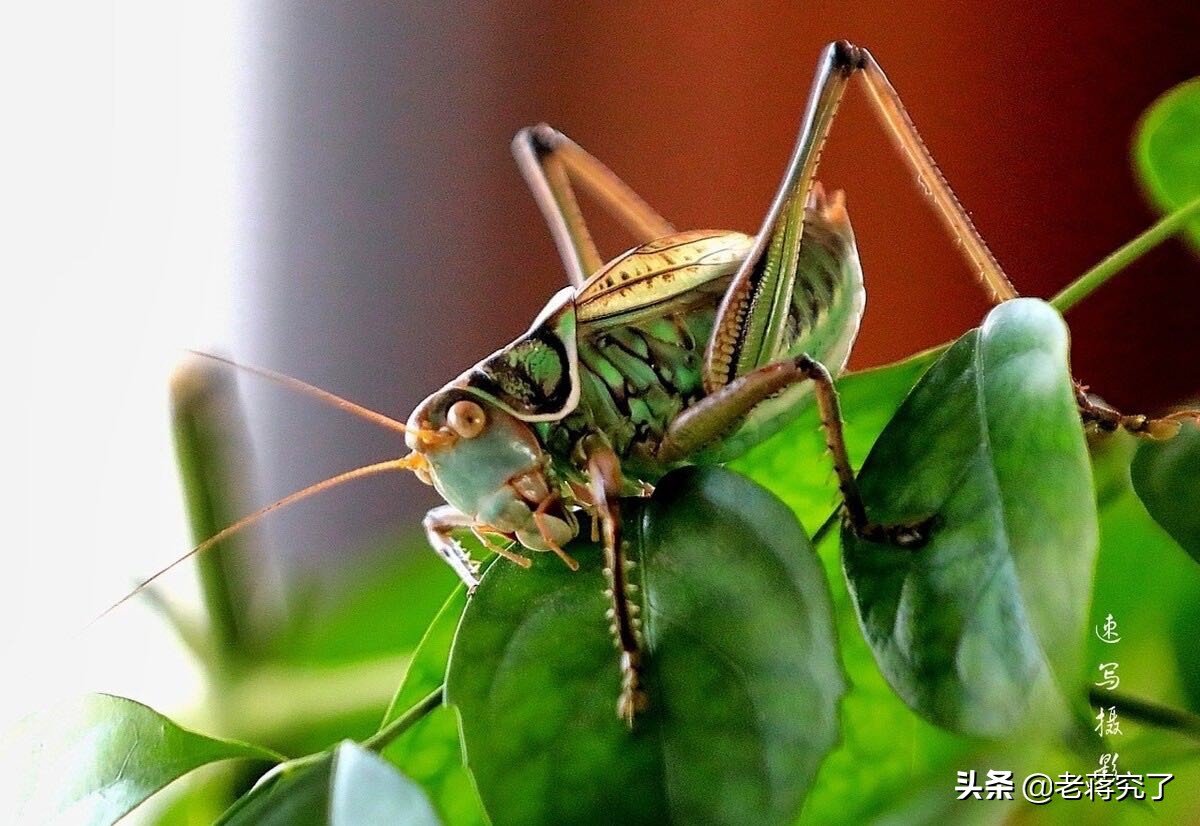 冬天到鸣虫叫，老蒋玩虫记之蝈蝈的形态特征和生活习性