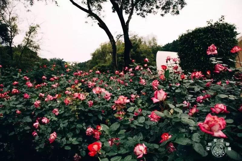 深圳遛娃必去景点免费过年,深圳适合儿童游玩的公园