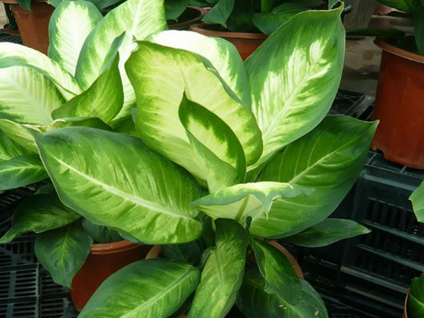 万年青植物的养护方法,万年青的养护方法和注意事项