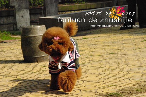 这几种高颜值狗狗你认识哪些,盘点最靠谱的狗狗看看你知道几种