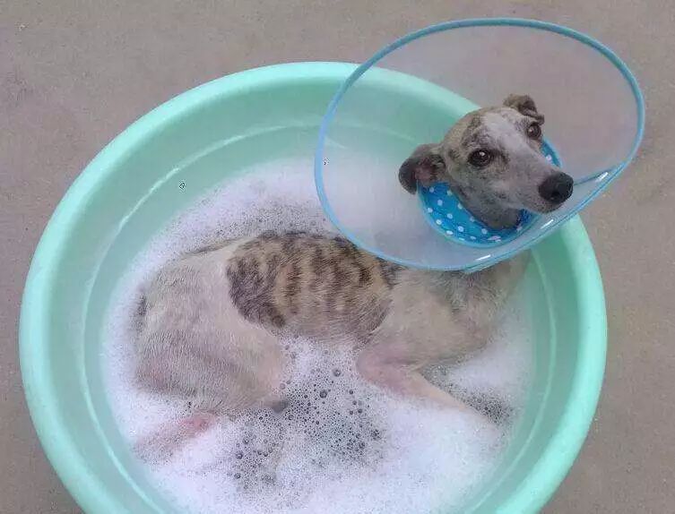 处理狗狗皮肤病的小妙招,狗狗皮肤发红是什么皮肤病