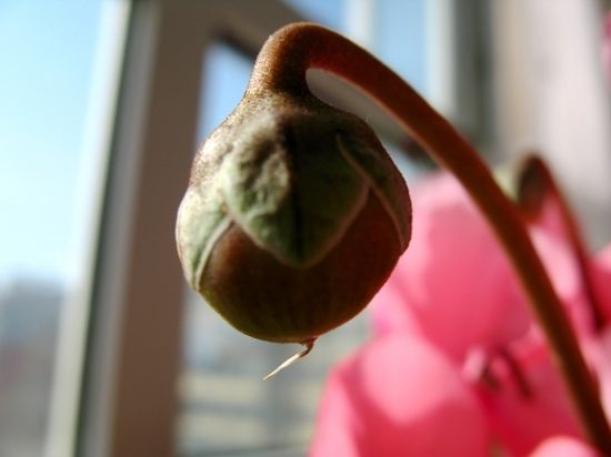 仙客来一盆变十盆视频,仙客来一盆变多盆