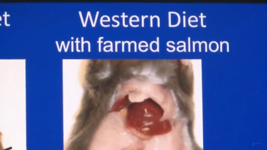 外媒曝光了挪威三文鱼养殖真相吗,最毒的深海三文鱼