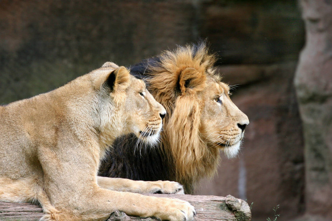 猪几乎没有感染新冠病毒的几率？怎么回事？兽医博士来解读