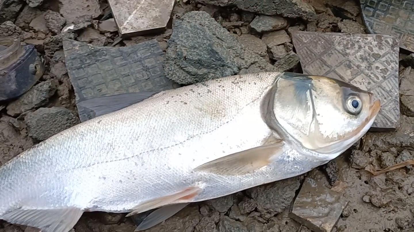 厦门海域出现大量鱼,厦门水库泄洪捡鱼