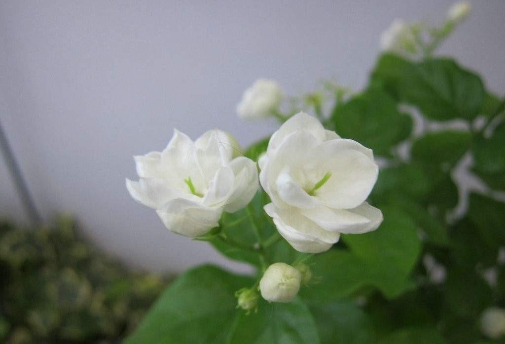 有哪些可以用来泡茶的绿植,净化室内空气的十款绿植