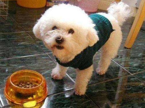 比熊犬怎么才能养好,比熊犬为什么不建议养泰迪