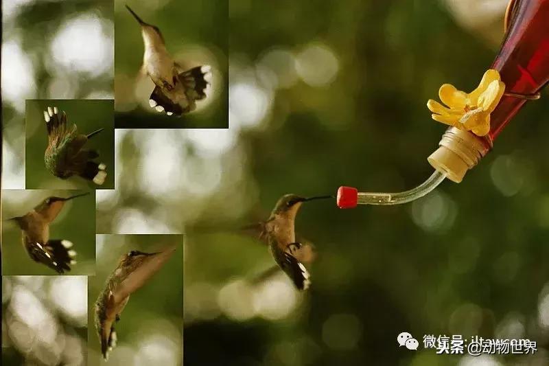 鸟类的产热结构,鸟类的结构特点有哪些