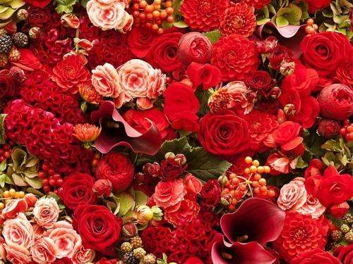 九朵玫瑰的深情密语,九十九朵玫瑰的爱情