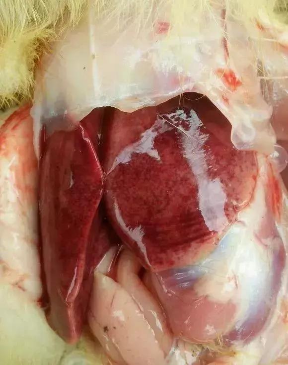 鸭肝最佳防治方法,如何降低鸭肝发病率