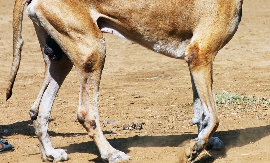 狗狗老茧,狗狗脚掌有硬茧需要处理吗
