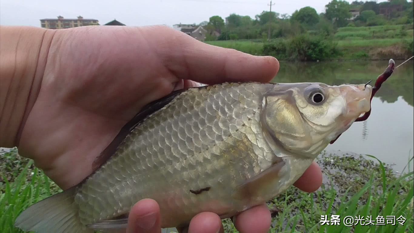 水里的鱼类，为啥爱吃蚯蚓？难道是水草吃多了，想吃肉？