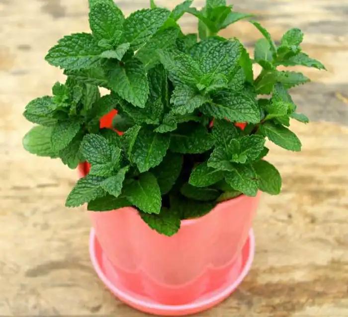 能有效驱蚊的植物,十种驱蚊最好的植物