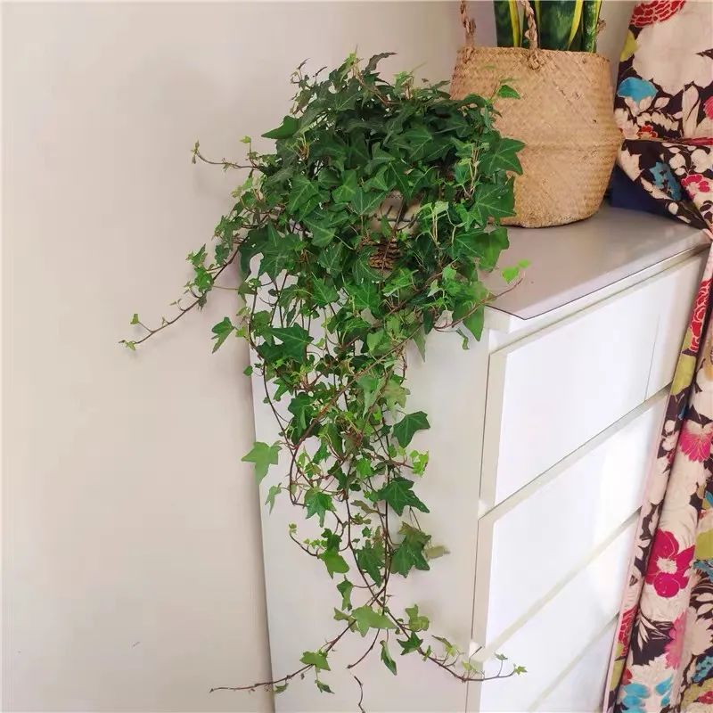 常春藤哪种适合盆栽好看,室内常春藤的养殖方法和注意事项