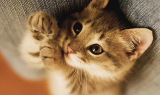 猫咪生病的各种药,猫咪生病物品消毒