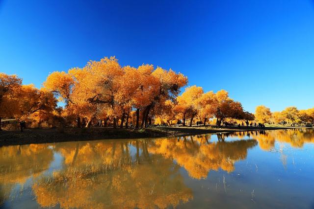 胡杨林旅游区道歉,额济纳胡杨林门票免费及优惠政策