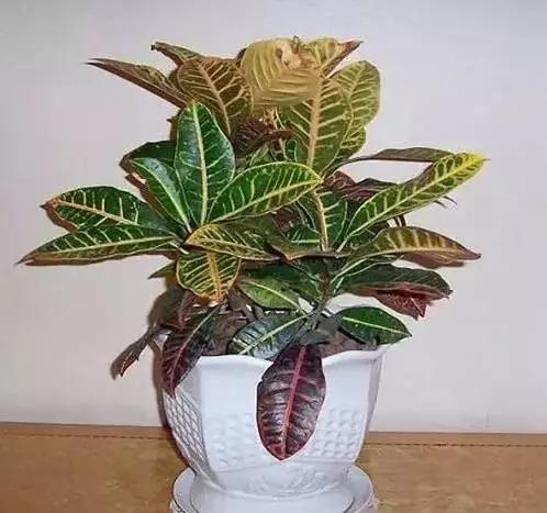 养花技巧家庭养护绿植的小方法,喜爱养花分享花卉盆栽养护知识