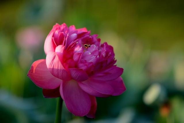 最美的荷花诗句,一起赏荷花的诗词歌赋