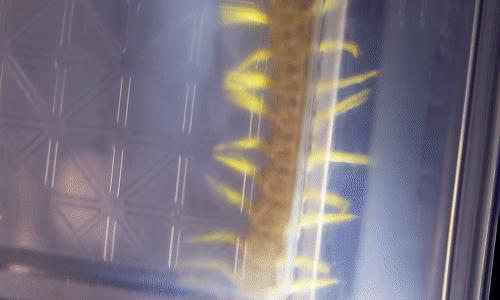 当蜈蚣遇到南方蟑螂会怎样,南方的大蟑螂有多可怕