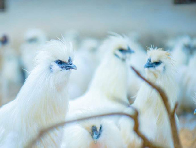 乌鸡养殖最好的方法,乌鸡养殖的基本知识