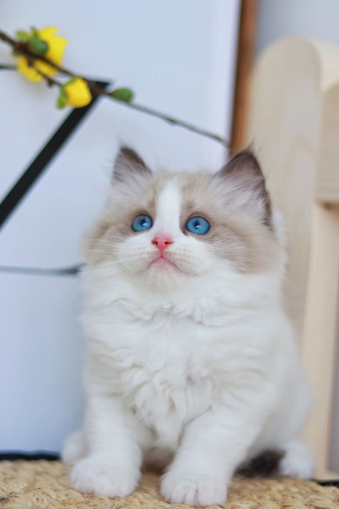 如何买到东北布偶猫,在哪里买布偶猫最便宜在手机上买