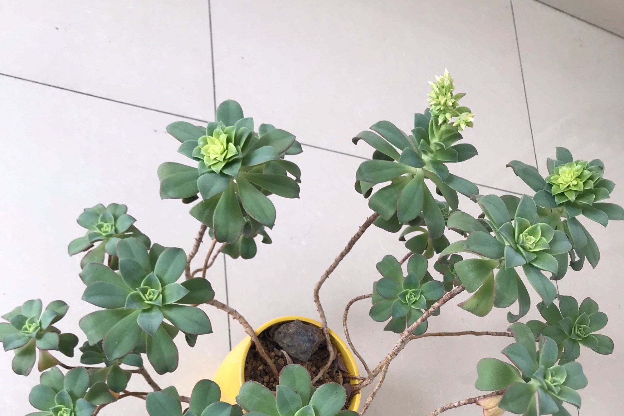 艳日辉长了很多侧芽要剪掉吗,艳日辉怎么养出状态