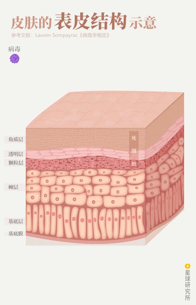 医生和病毒作战,我们如何对付病毒
