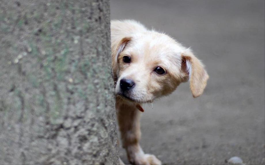 狗狗一生太短我们要好好善待它们,狗狗寿命短总会难过的