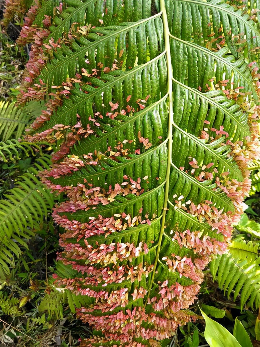 当别的种子匆匆离家，这些种子却在妈妈身上发芽