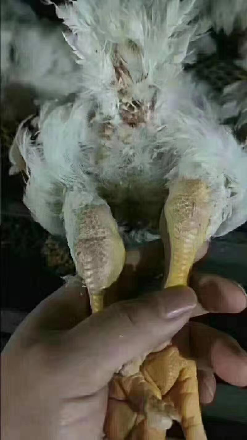 踝滑膜囊肿原因,关节型支原体