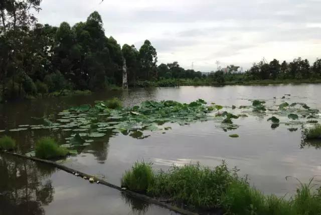 广州的这8个小岛，人少又免费，适合大小情侣的去处