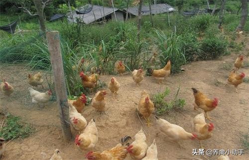 散养土鸡养殖成本计算方法有哪些,散养土鸡的成本与利润是多少