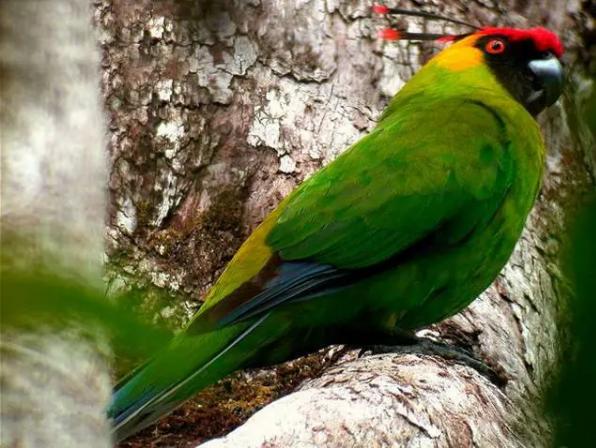 红头绿身鹦鹉蓝翅膀的鹦鹉,天生红眼的鹦鹉叫什么品种