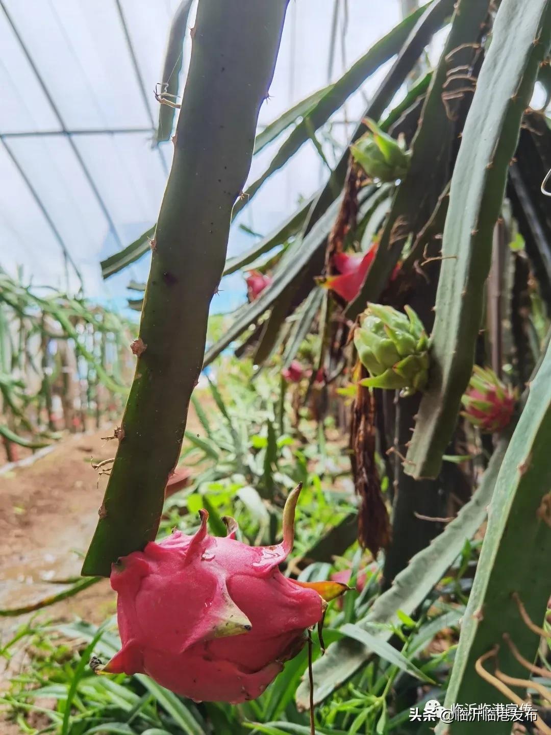 白莲镇火龙果采摘,火龙果采摘园欢迎您的到来