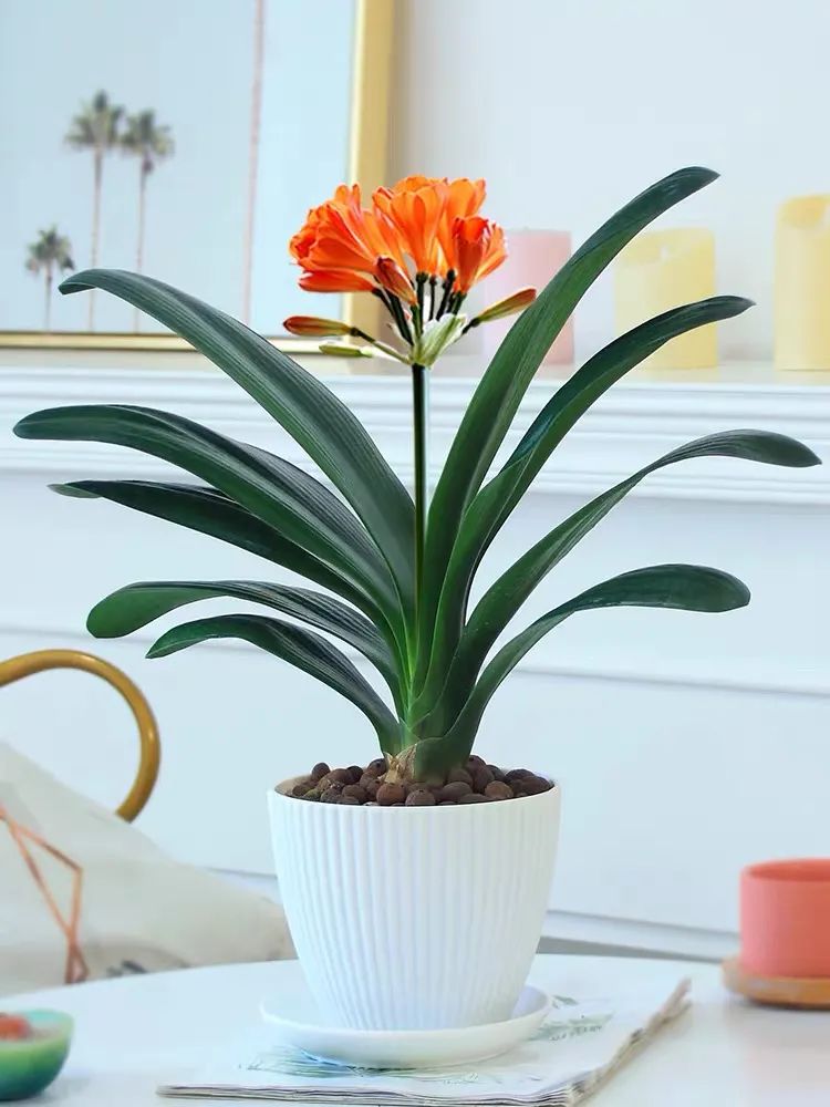 家养五种植物,家养绿叶花卉大全