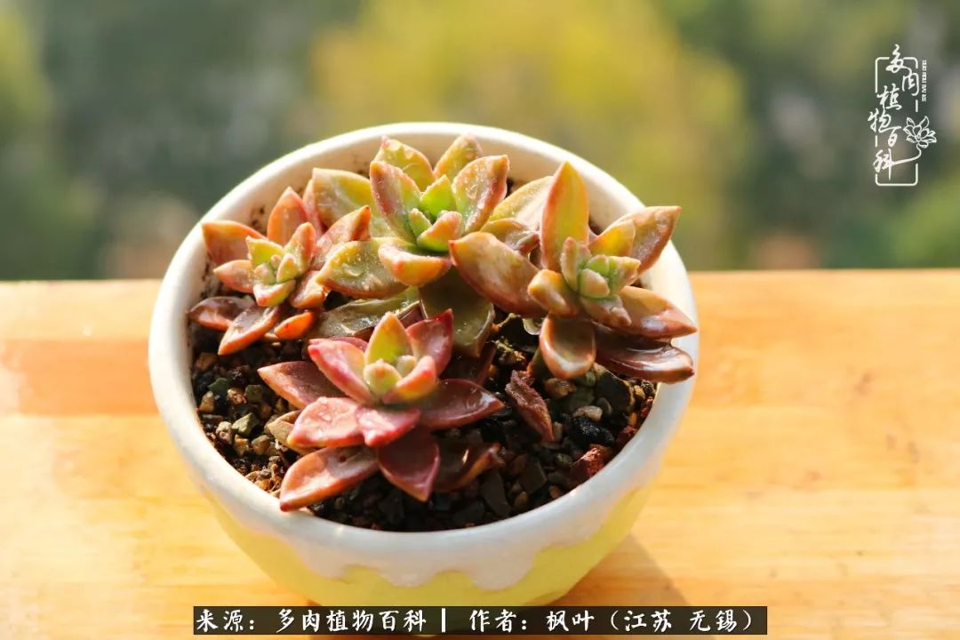 多肉与生命感悟,多肉时光