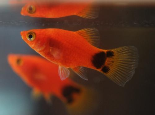 想养鱼要用加热棒吗,想养鱼又没有鱼缸