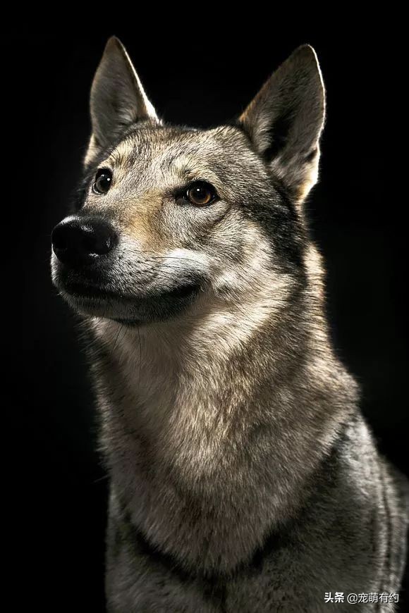 捷克狼犬警用,捷克狼犬德牧昆明犬马犬哪个厉害